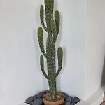 Apartmán La Casa De Sandalio *
