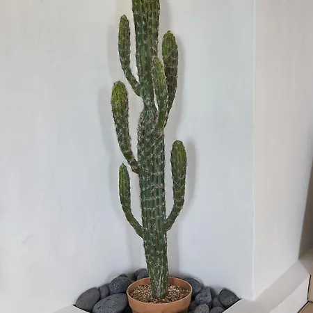 Ferienhaus La Casa De Sandalio *